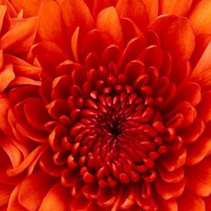 Meet your Posher, Iesha